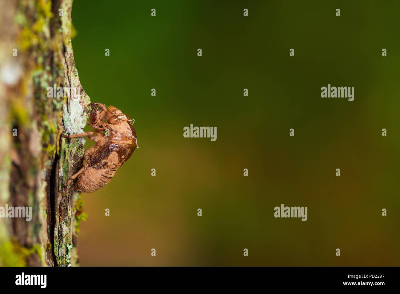 Macro image of a Dog-day Cicada (Neotibicen canicularis) shell Stock Photo