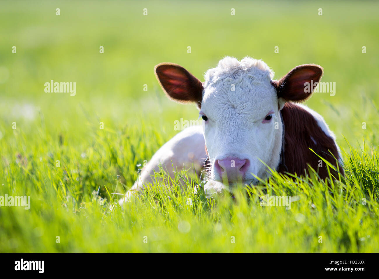 Close-up of white and brown calf looking in camera laying in green ...