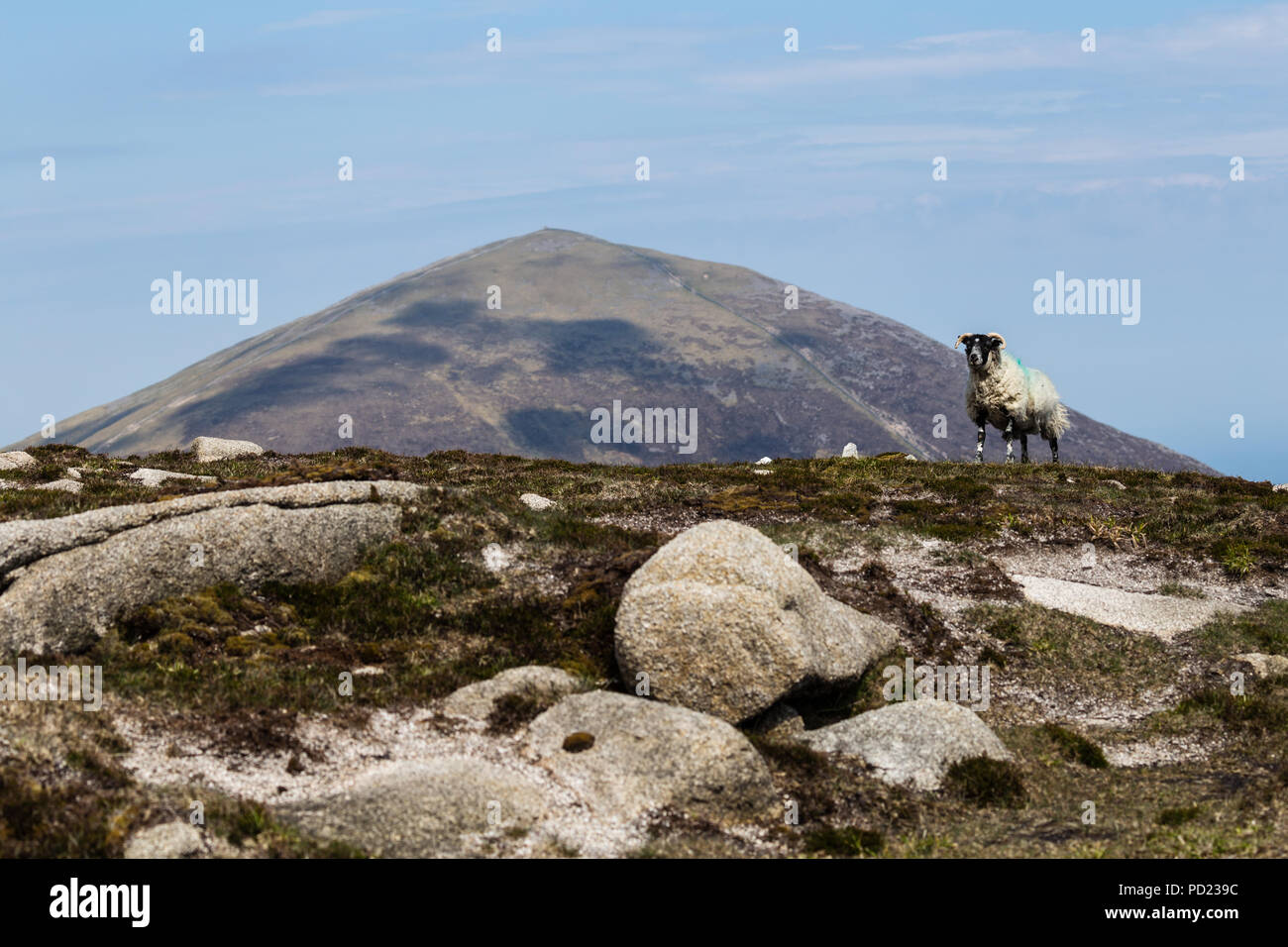 A Lone Sheep In The Mourne Mountains At Th Top Of Slieve Lamagan With Slieve Donard Summit In The Distance Stock Photo Alamy