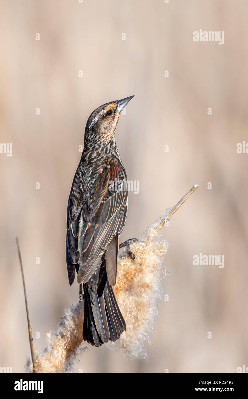 Female red-winged blackbird (Agelaius phoeniceus) perched on cattails . Stock Photo