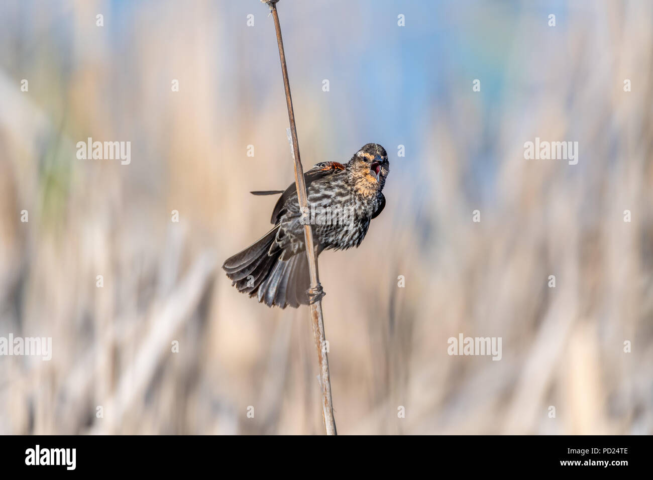 Female red-winged blackbird (Agelaius phoeniceus) perched on cattails . Stock Photo