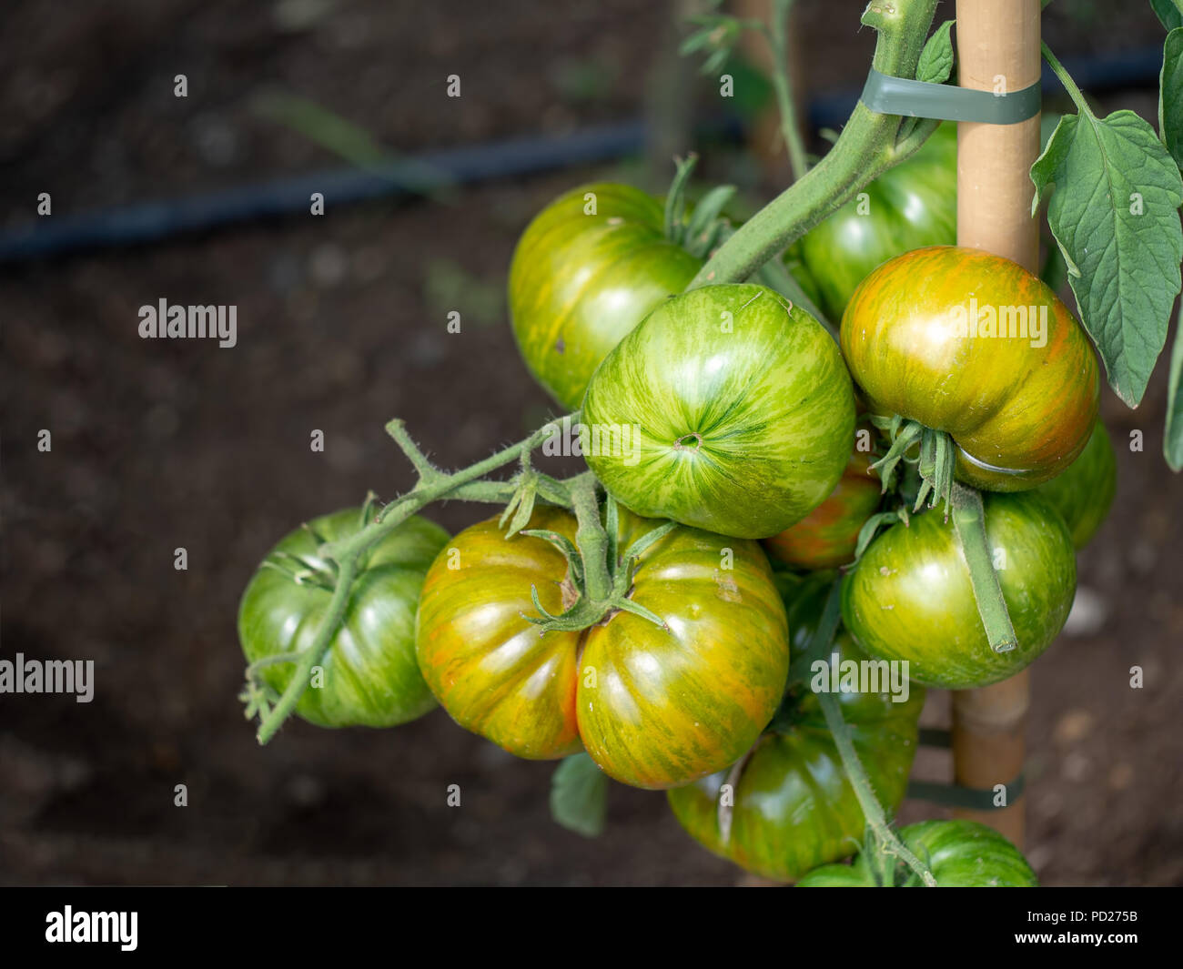 Striped orange red and green organic tomato plant. Genuine organic, home gardening. Stock Photo