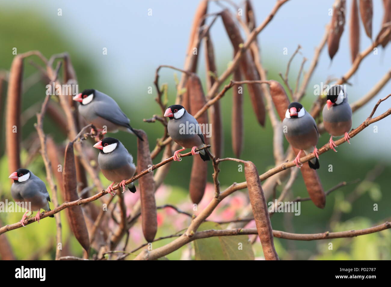 Java Sparrow Big Island Hawaii Stock Photo - Alamy