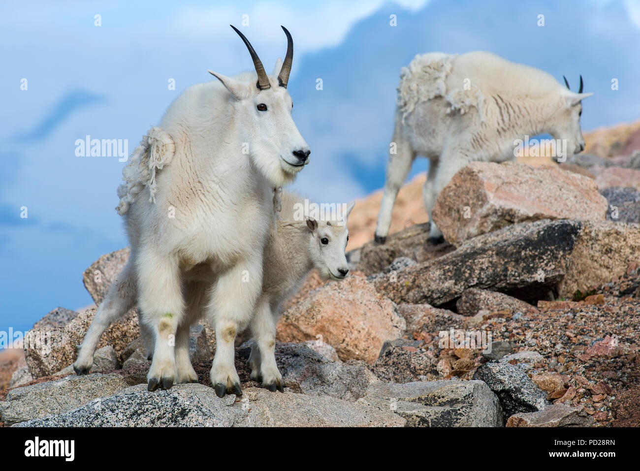 Caring for goat hi-res stock photography and images - Alamy