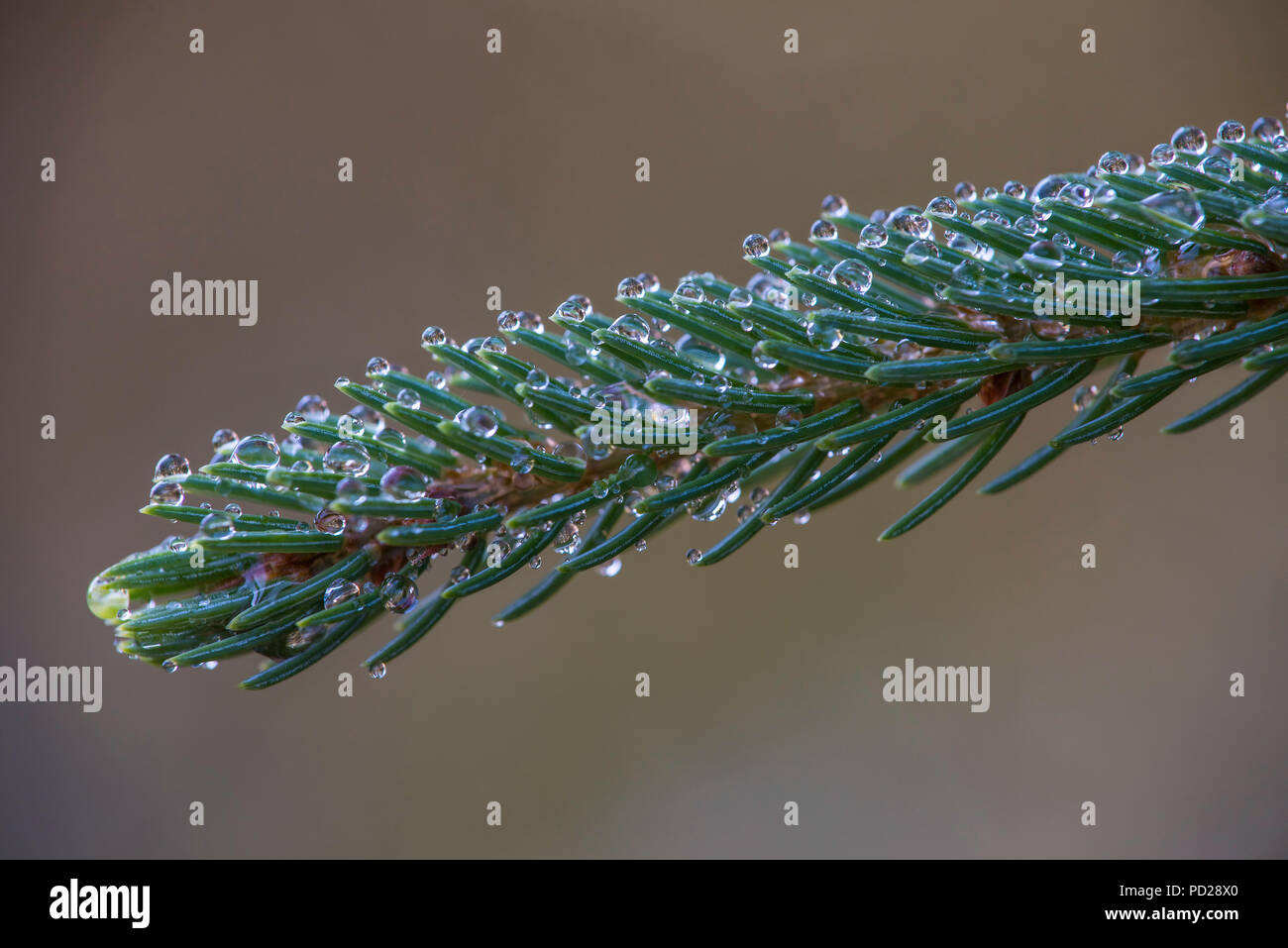 Detail of Black Spurce bough (Picea mariana) with raindrops, North America, by Bruce Montagne/Dembinsky Photo Assoc Stock Photo