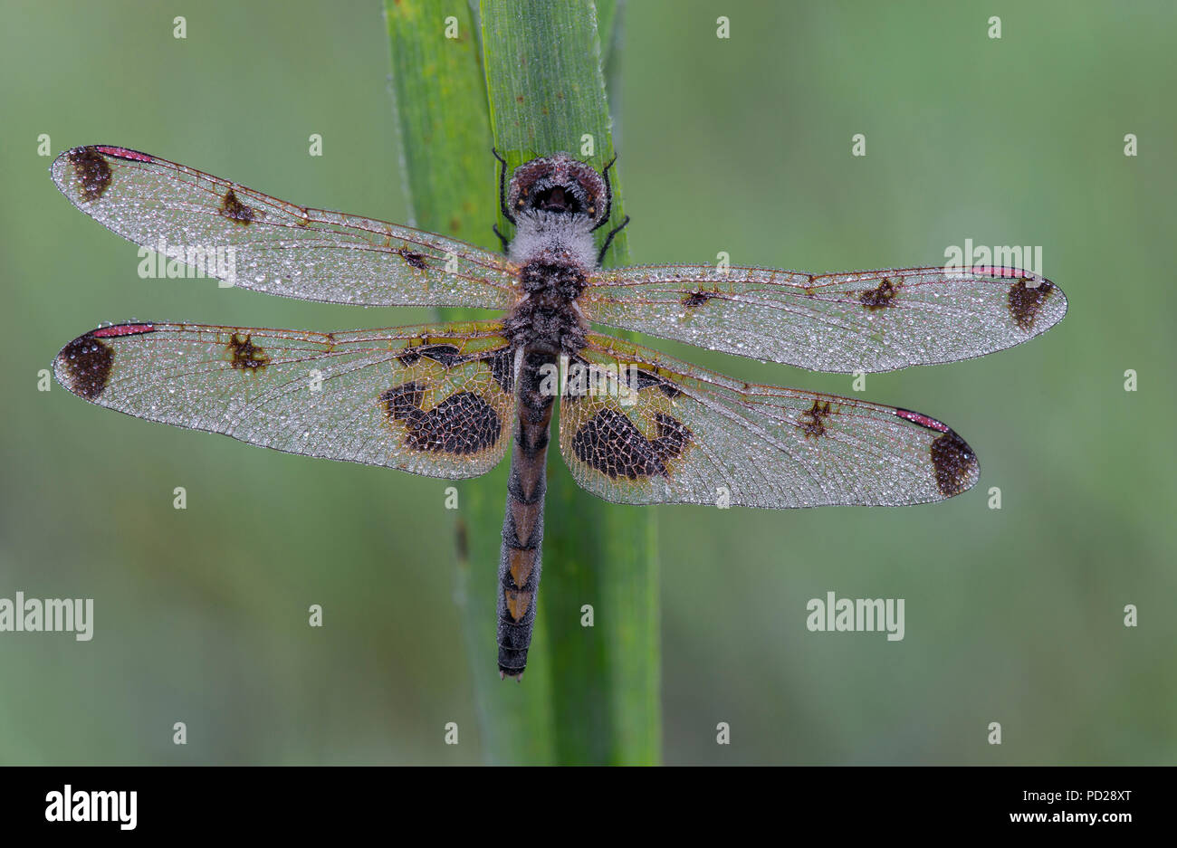 Elisa Skimmer Dragonfly, Calico Pennant (Celithemis elisa), resting on  grass, E. N America, by Skip Moody/Dembinsky Photo Assoc Stock Photo