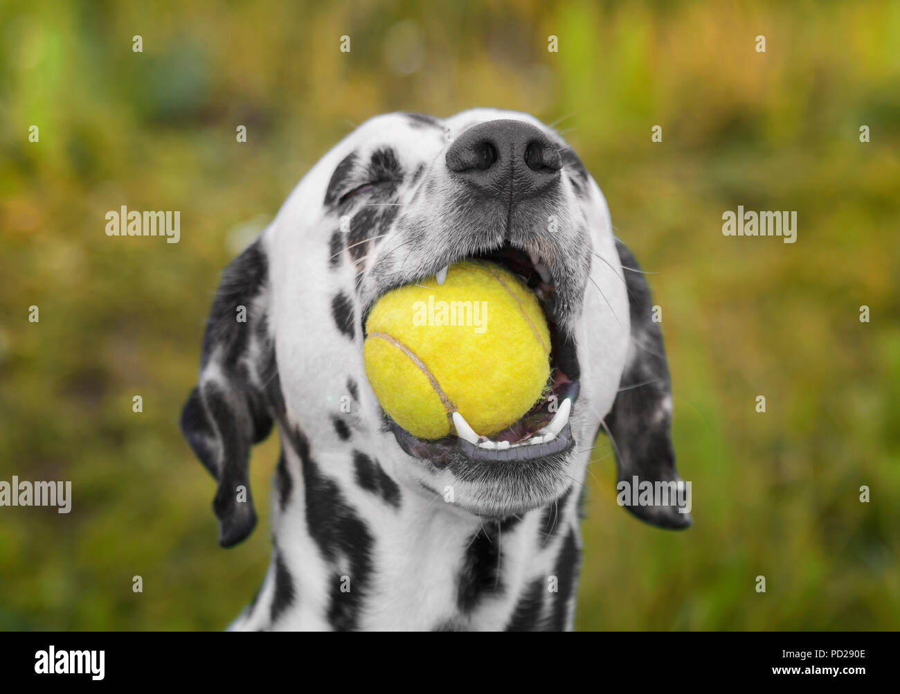 Cute dalmatian dog holding a ball in the mouth. Outdoor picture Stock Photo