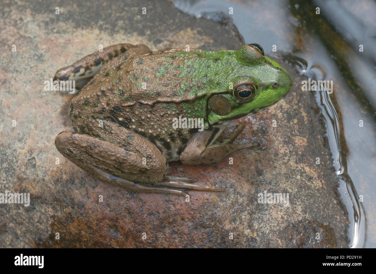 Green frog (Lithobates clamitans), adult, North America, by Skip Moody/Dembinsky Photo Assoc Stock Photo