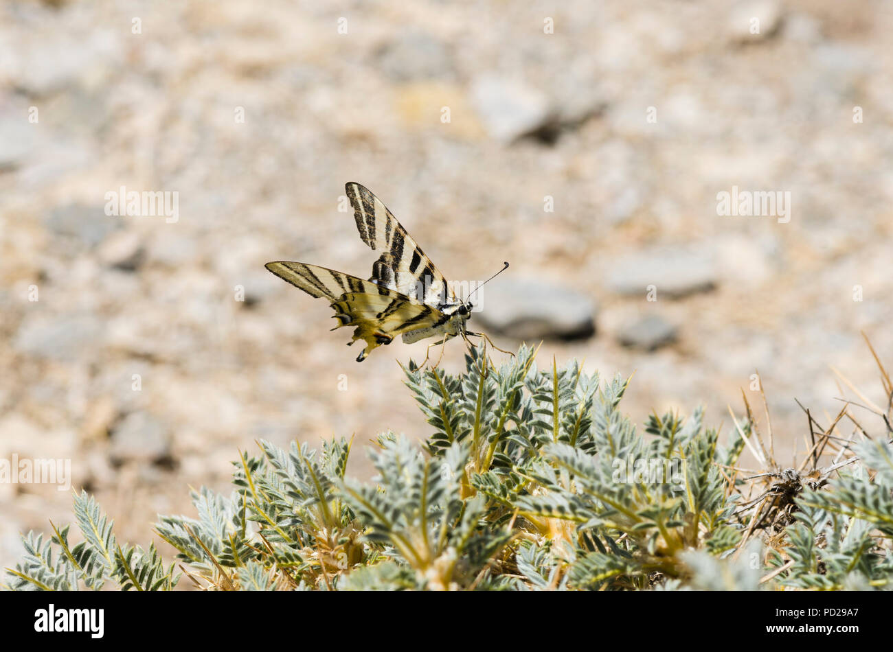 Southern Scarce Swallowtail, Iphiclides feisthamelii butterfly, Andalusia, Spain. Stock Photo