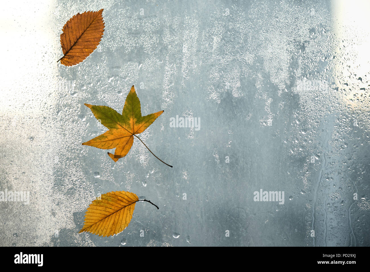 autumn leaves and raindrops on window glass autumn weather