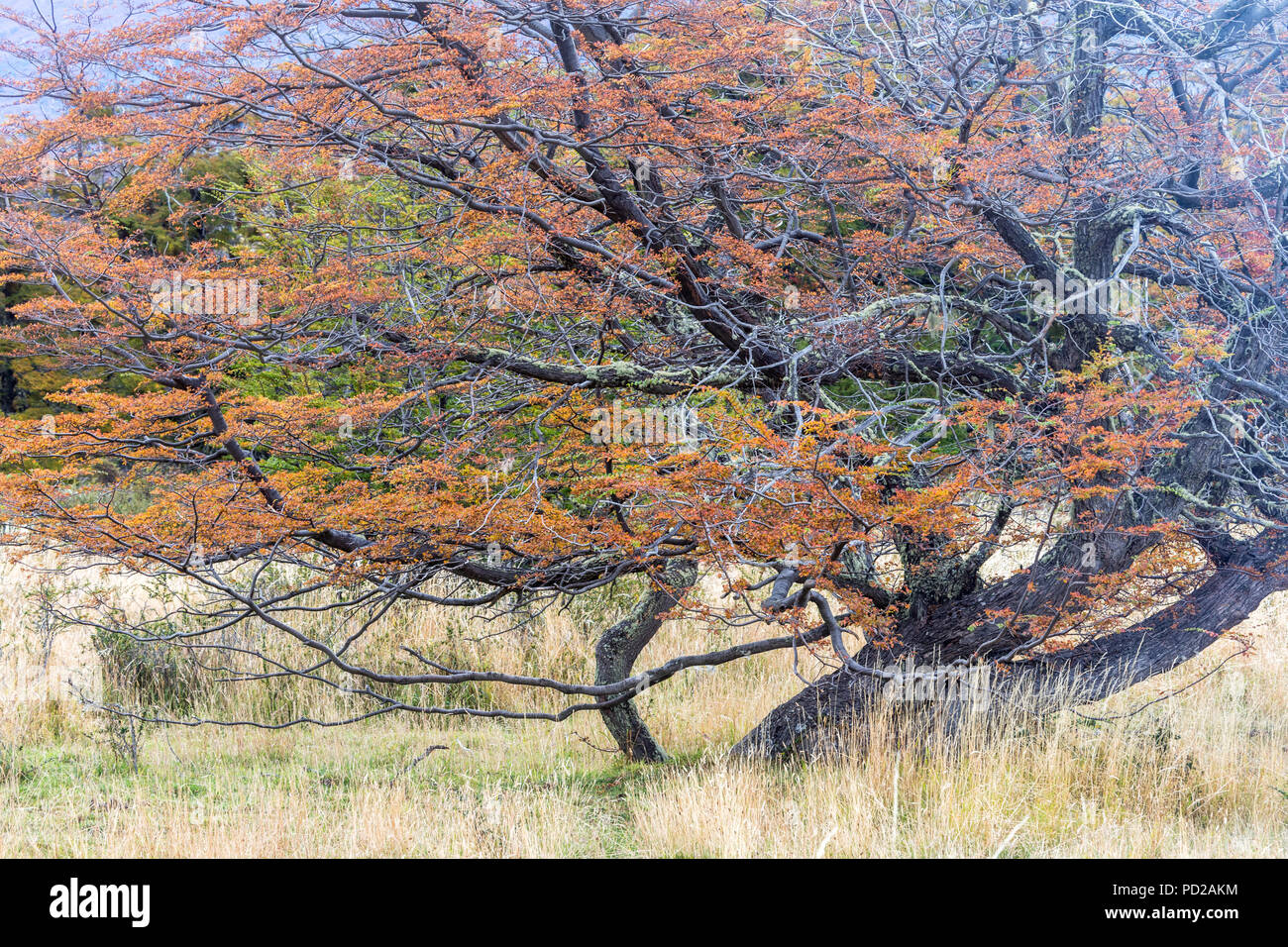 Autum colours of the magellanic forest, Patagonia, Argentina Stock Photo