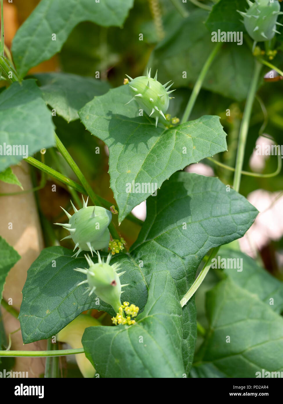 Cyclanthera brachystachya, the exploding cucumber in the cucurbit or gourd family. On vine. Fruits are bilaterally symmetrical, bulbous and spiny. Stock Photo