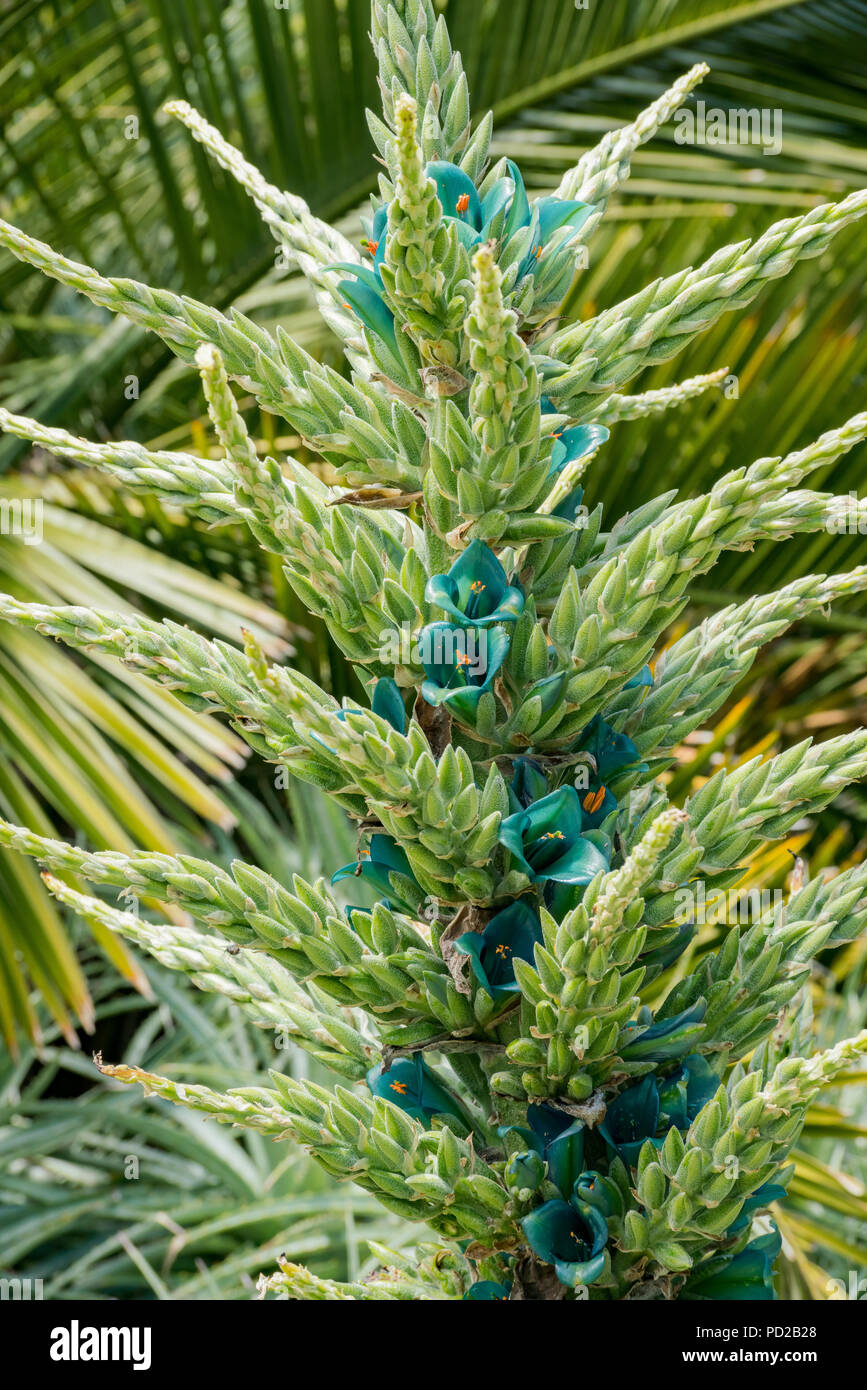 Bromeliace hi-res stock photography and images - Alamy