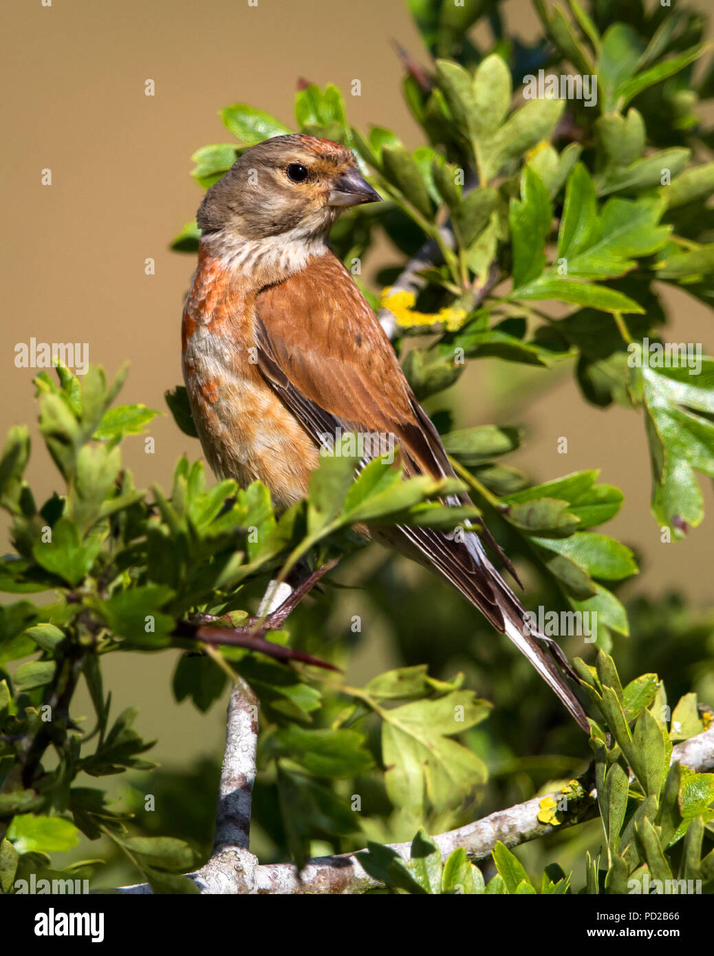 Male in the Cotswold Hills Stock Photo Alamy