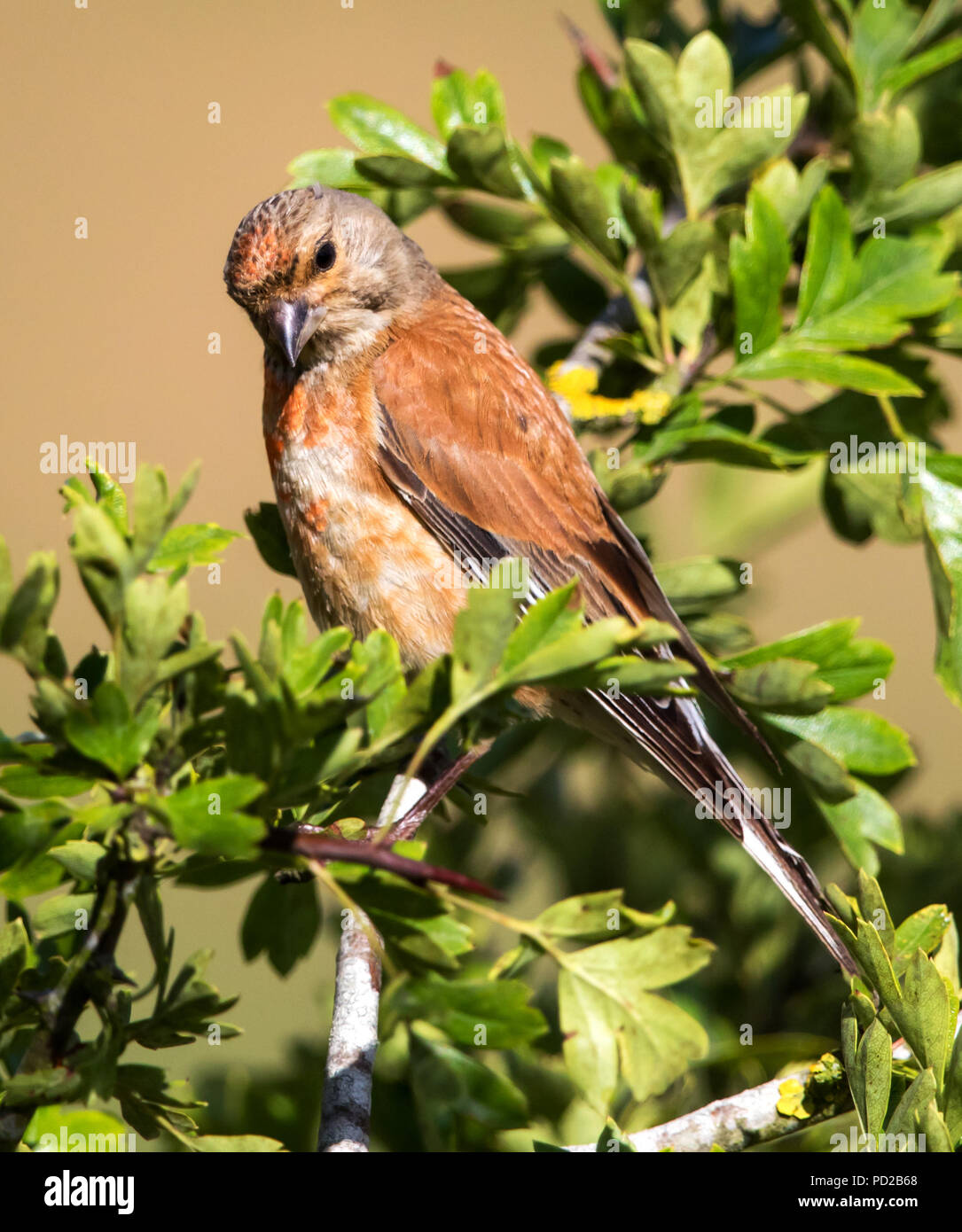 Male in the Cotswold Hills Stock Photo Alamy