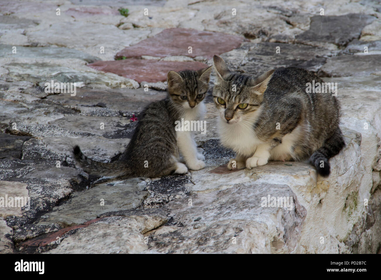 Cats On A Stone Wall Stock Photo
