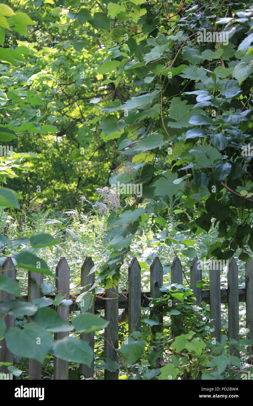Garden unpainted weathered picket fence at The Grove in Glenview