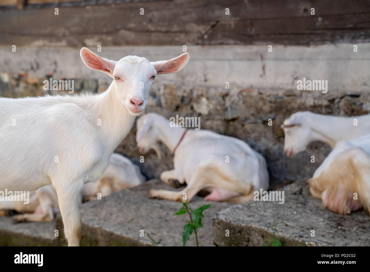 close-up white goat with kids in the yard village house sunny spring day. Stock Photo