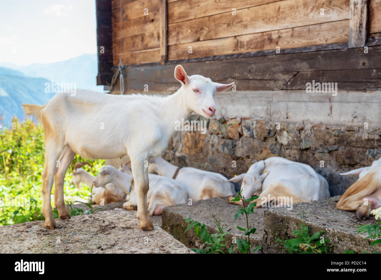 close-up white goat with kids in the yard village house sunny spring day. Stock Photo