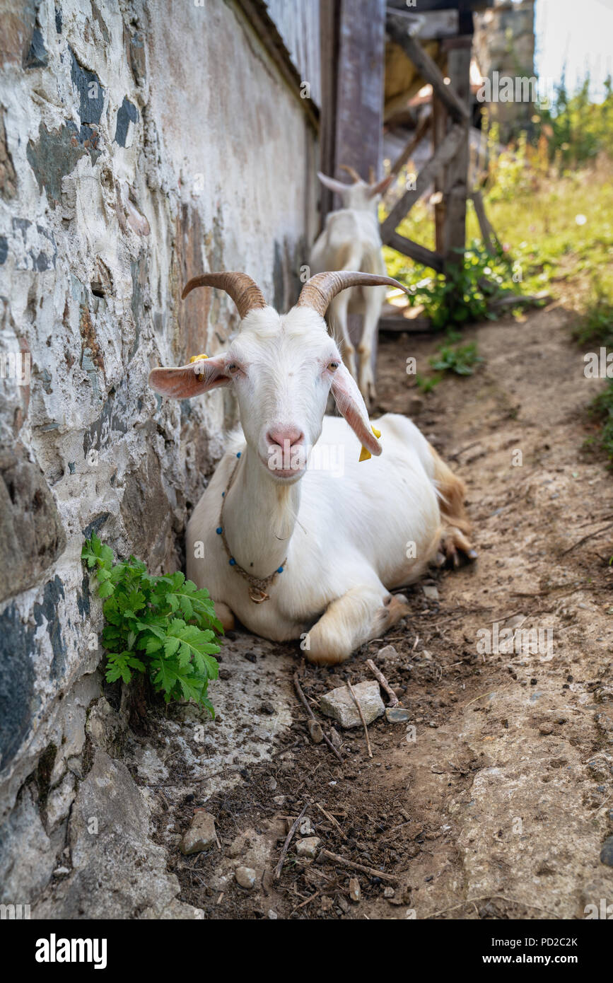 close-up white goat with kids in the yard village house sunny spring day. Stock Photo