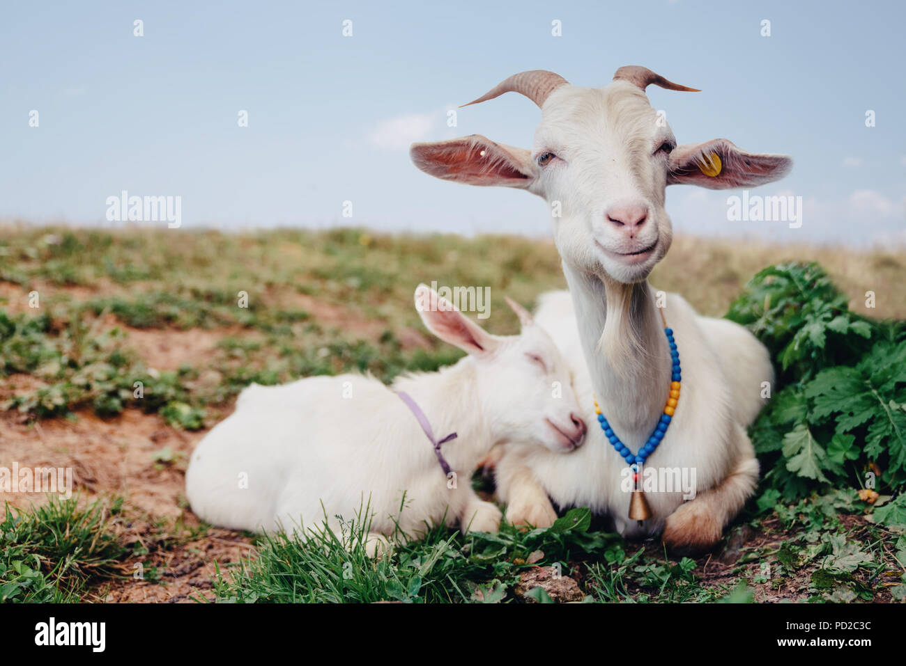 close-up white goat with kids in the yard village house sunny spring day. Stock Photo