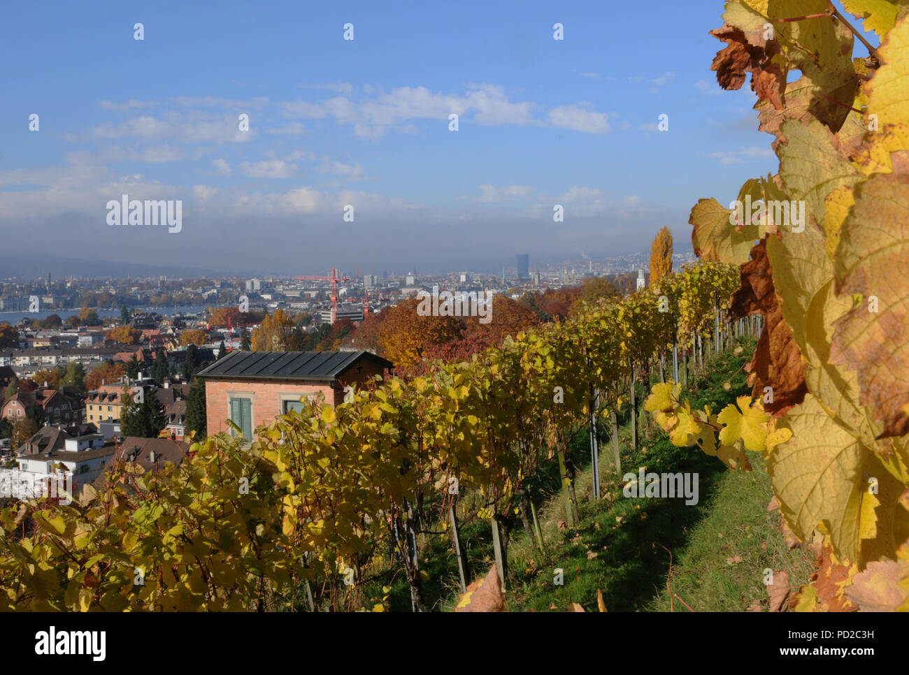 Zürich-Hirslanden: View to town from the Burghölzli clinic wineyards-hill, where all the private clinics and university-hospitals are located, Stock Photo