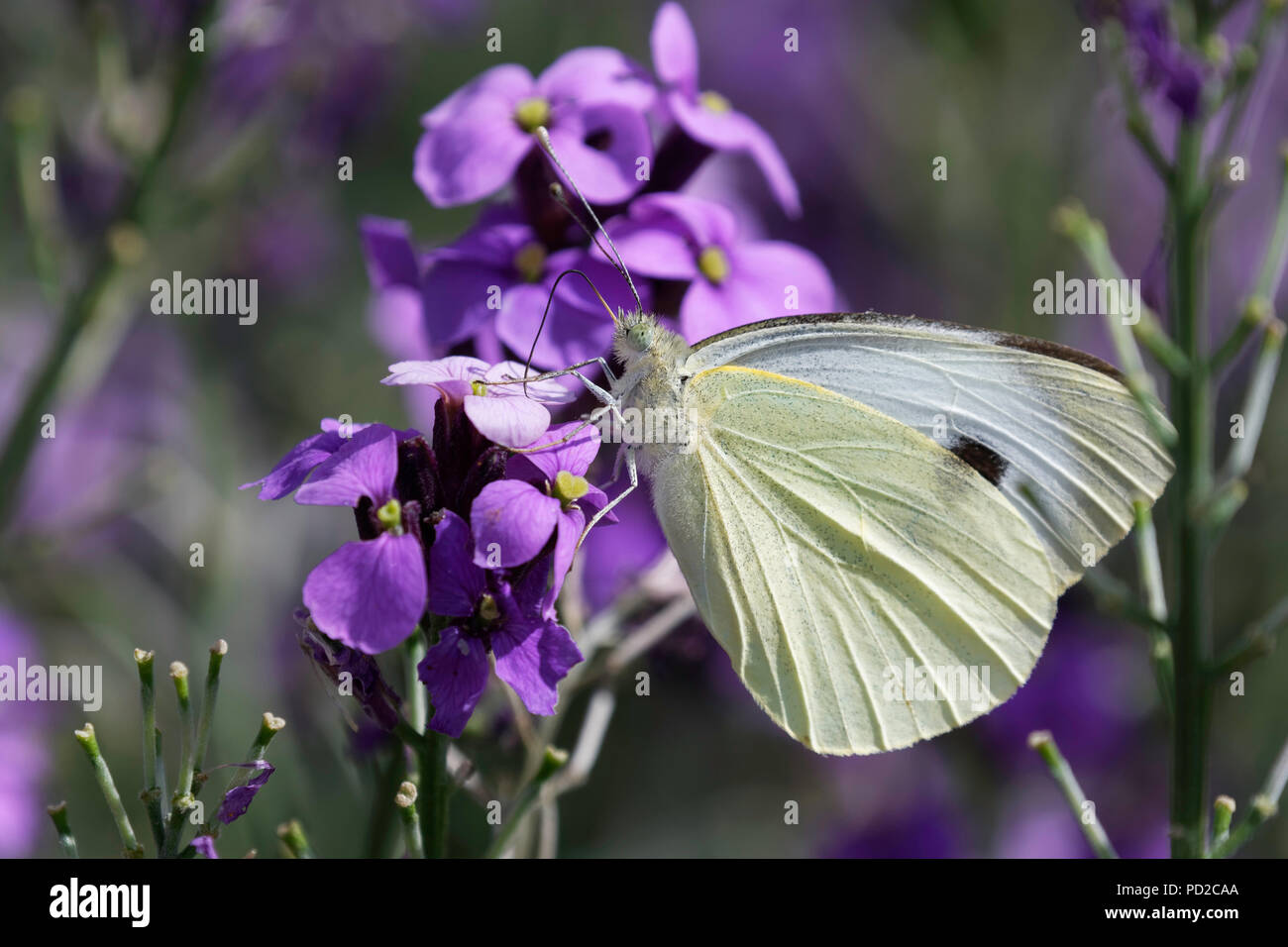 Large White butterfly feeding on Erysimum flowers Stock Photo