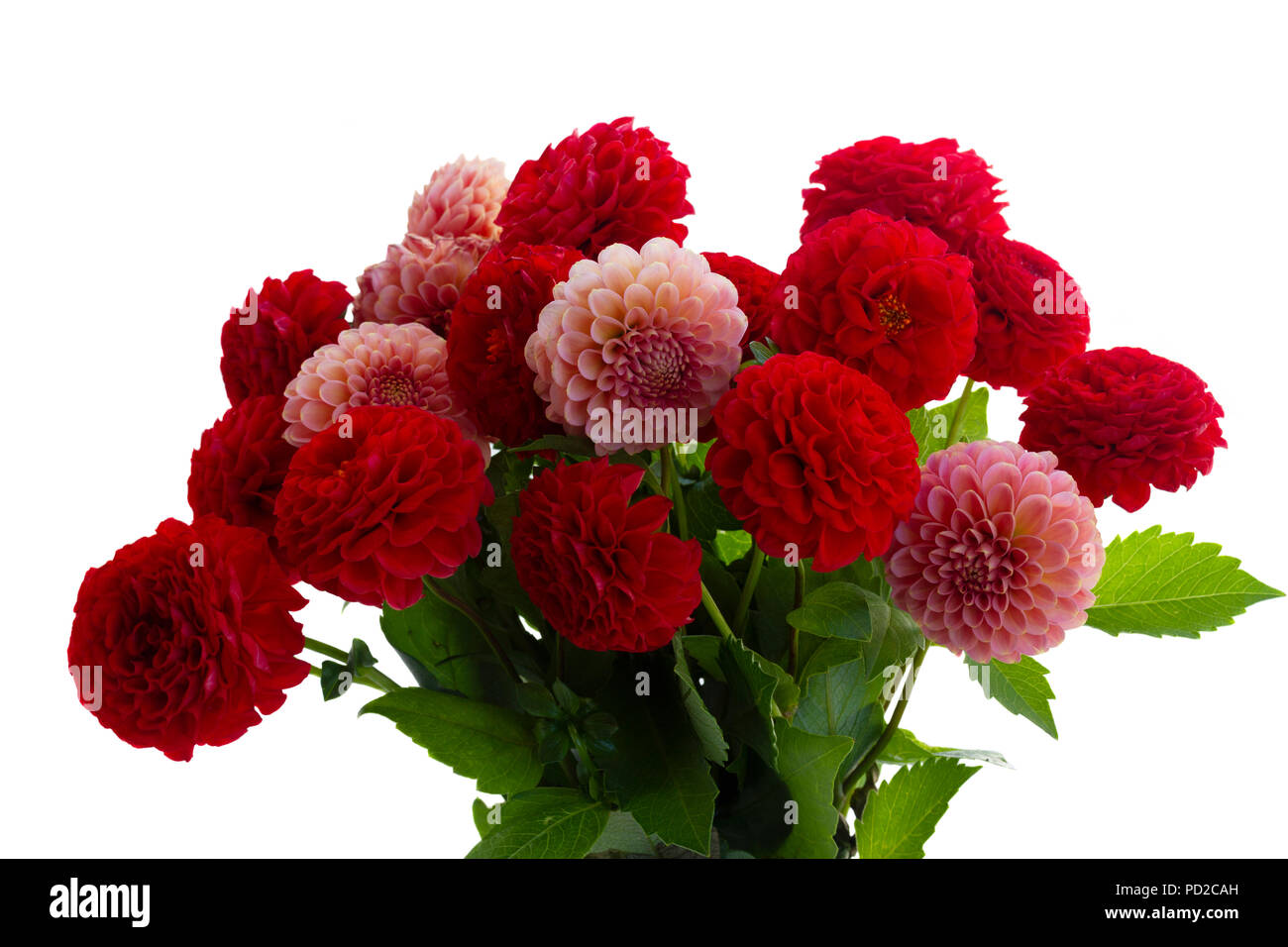 Dahlia flowers bouquet Stock Photo Alamy