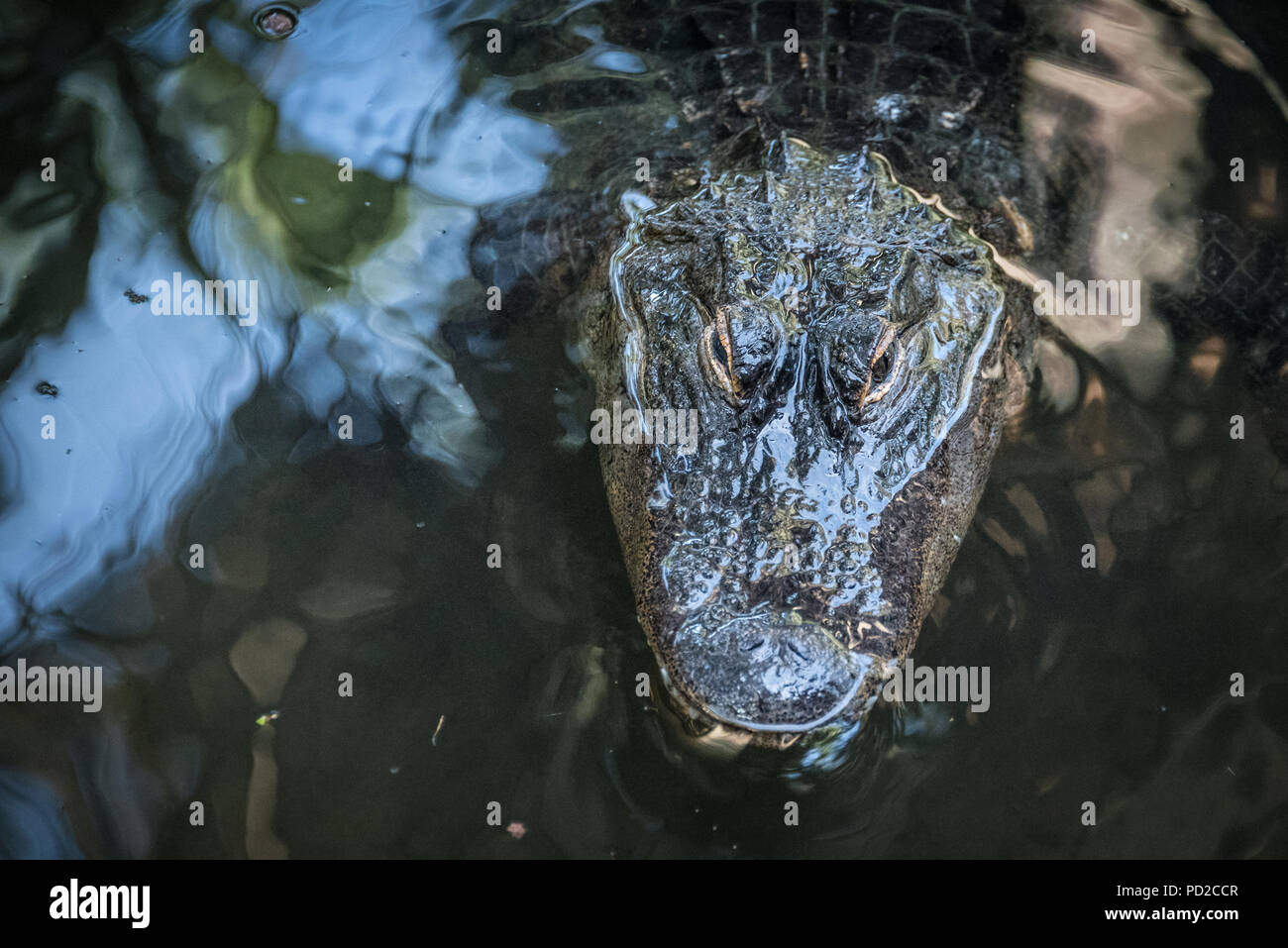 American alligator staring intently from the water at St. Augustine Alligator Farm Zoological Park in St. Augustine, Florida. (USA) Stock Photo