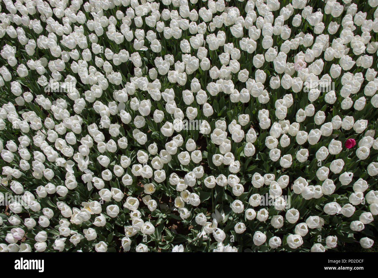 Blooming colorful tulip flowers in garden as floral background Stock ...
