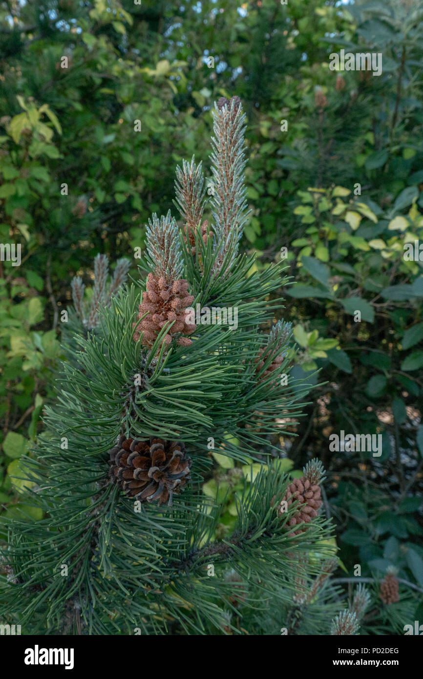 Pinecones in the early stages of the growth Stock Photo