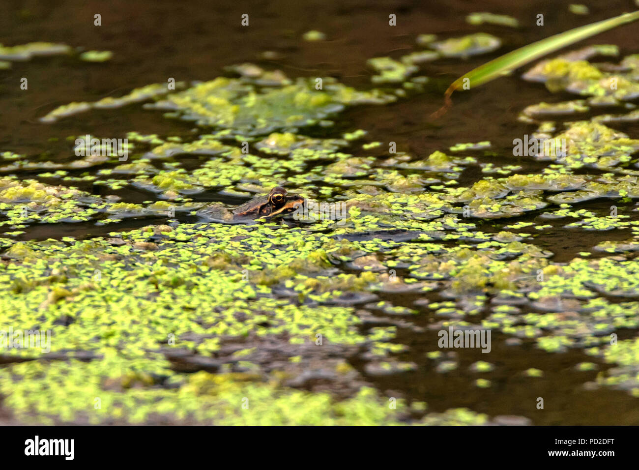 Frog sits in dirty water close Stock Photo - Alamy