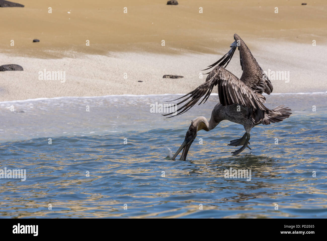Brown pelican (Pelecanus occidentalis) diving for fish near a beach in the Galapagos Islands, Stock Photo