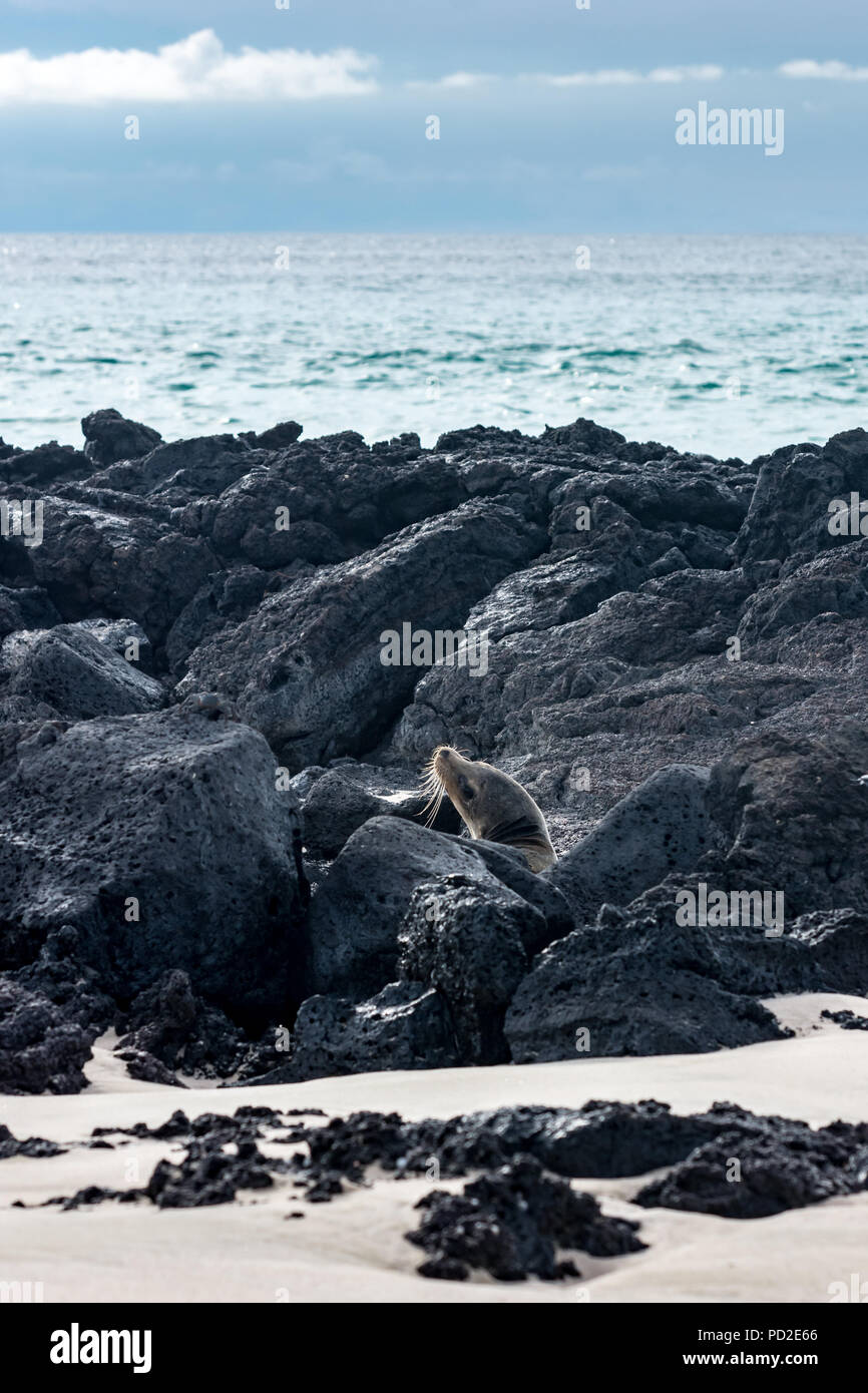Galapagos Sea Lion (Zalophus wollebaeki) poking it's head up above the black lava rocks on a beach in the Galapagos. Stock Photo