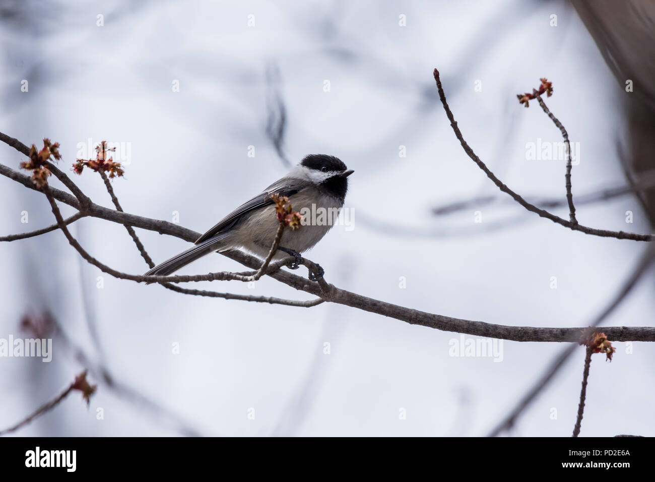 Black-capped Chickadee (Poecile atricapillus) perched in tree. Stock Photo