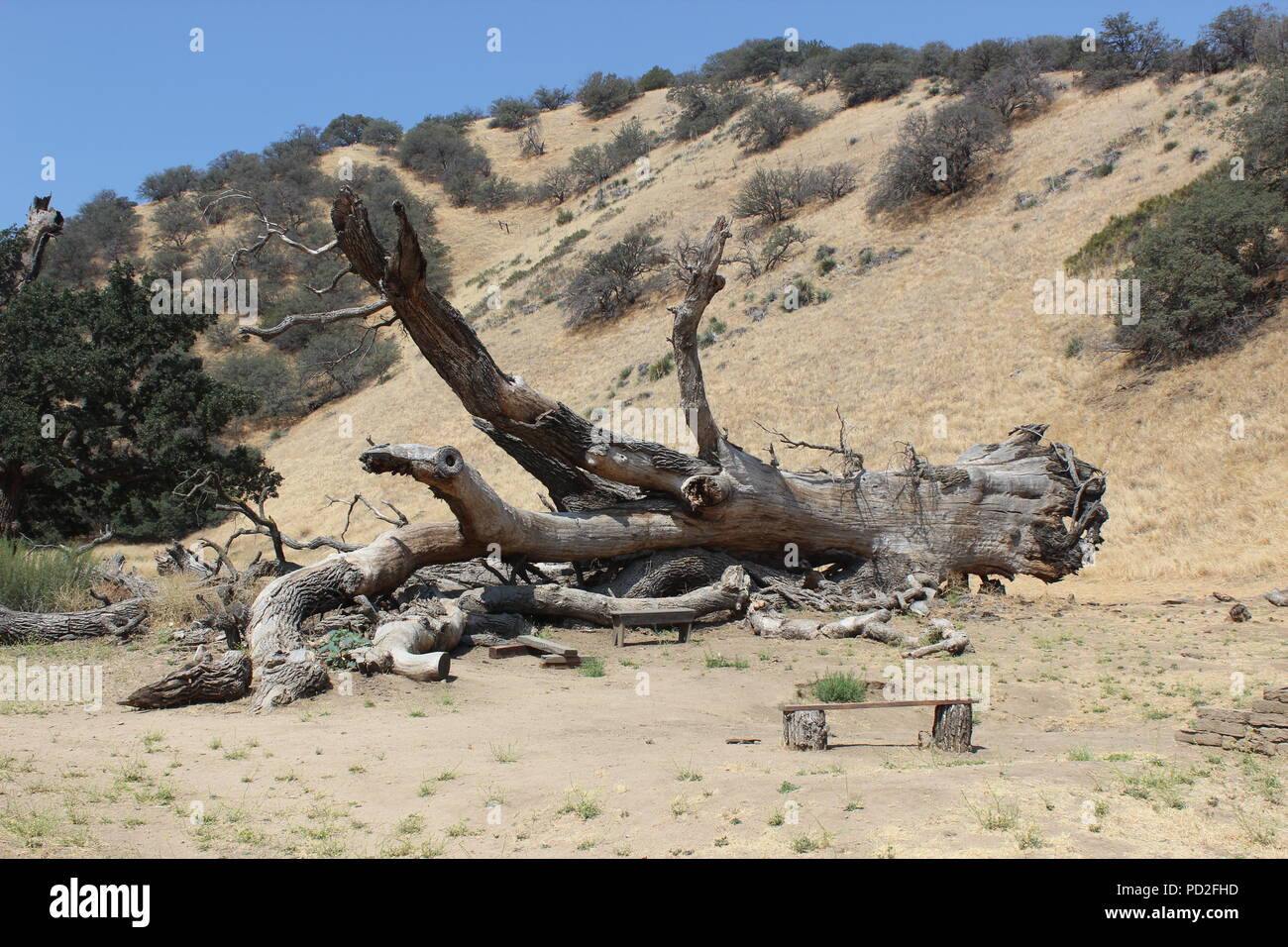 Fallen Valley Oak, Fort Tejon, California Stock Photo