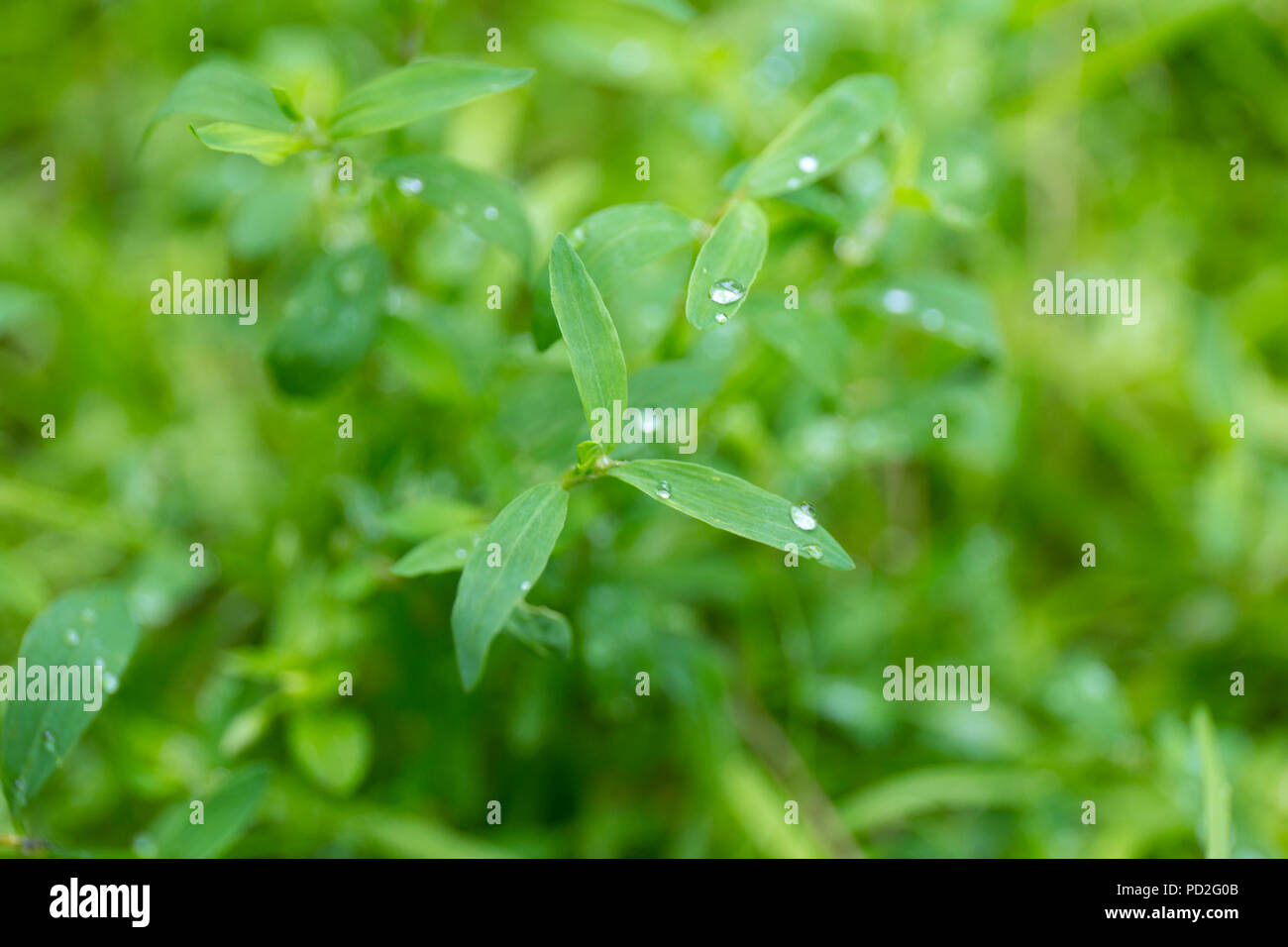 Fresh drops on green grass. Macro blur background Stock Photo - Alamy