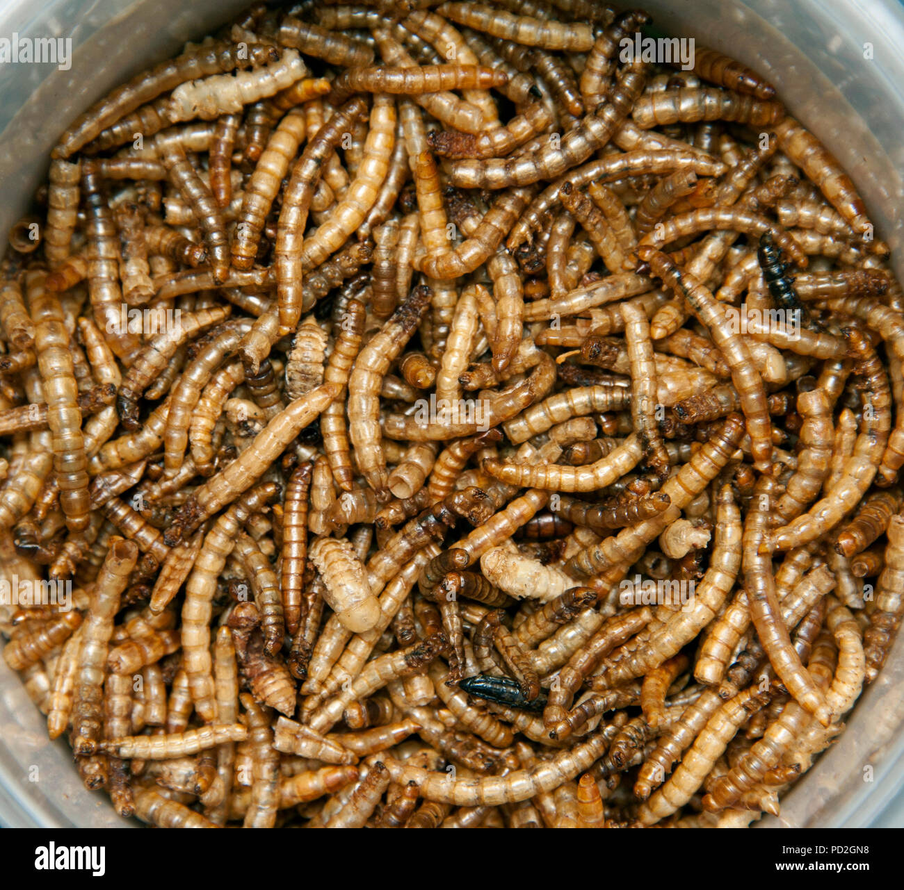 Dried mealworms hires stock photography and images Alamy