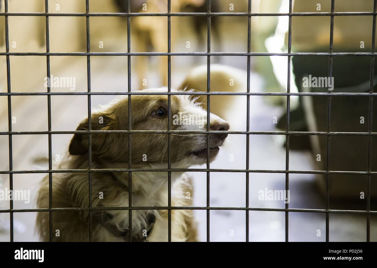 Dogs abandoned and caged, pet detail seeking adoption, grief and