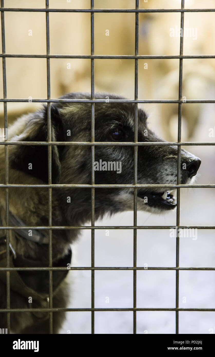 Dogs abandoned and caged, pet detail seeking adoption, grief and