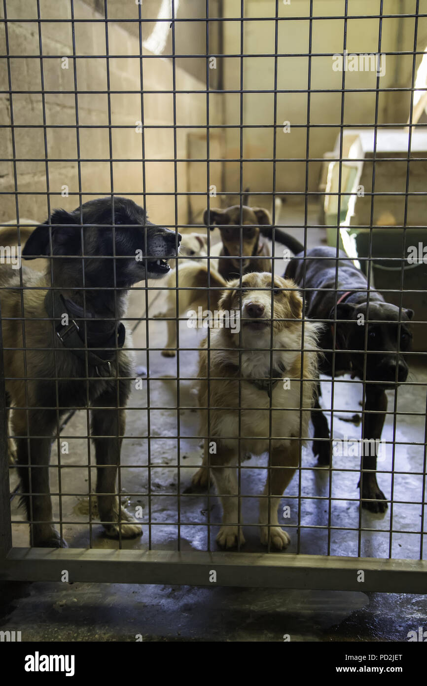 Dogs abandoned and caged, pet detail seeking adoption, grief and
