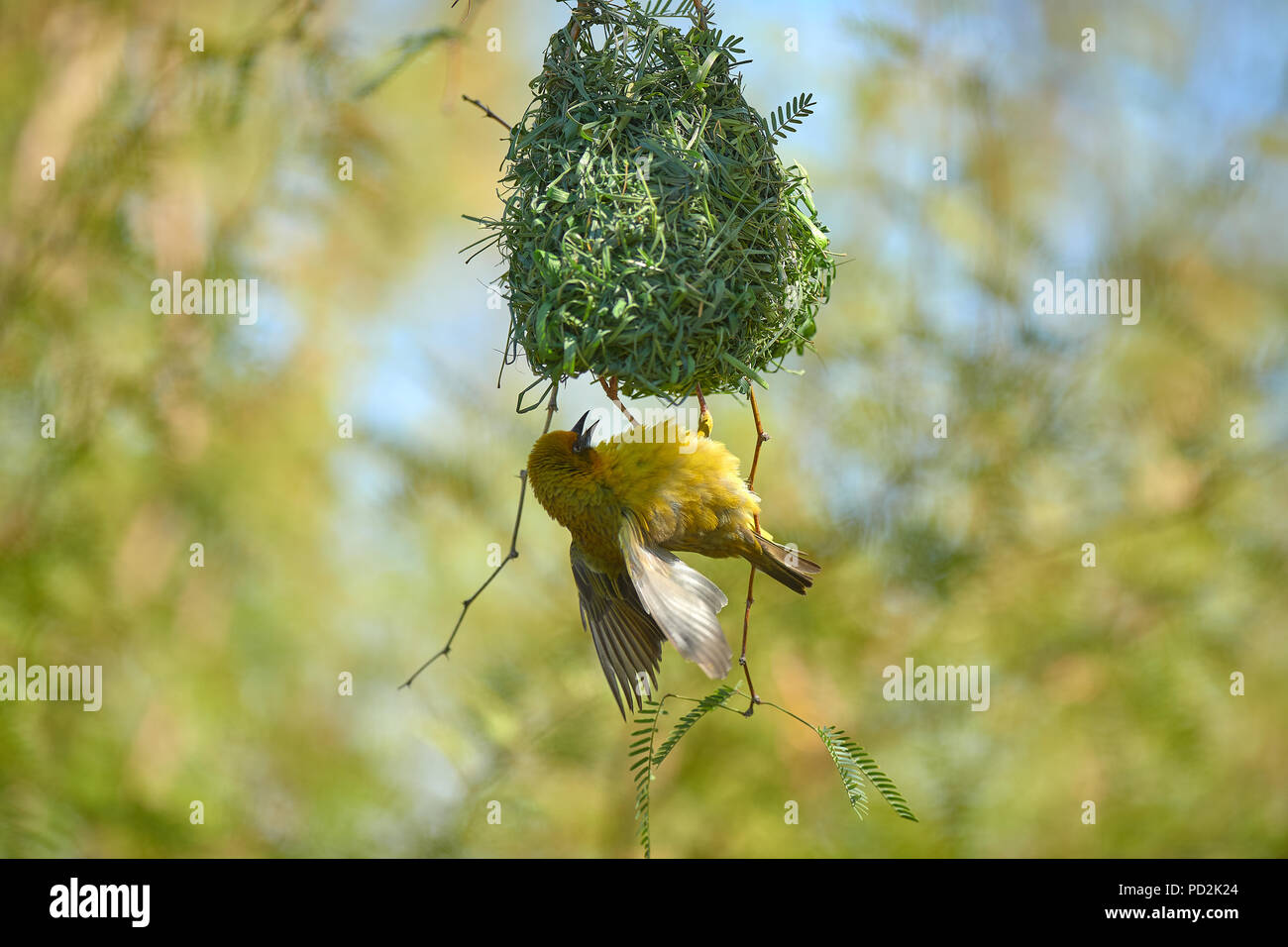 Cape Weaver bird in Camel Thorn Tree Stock Photo