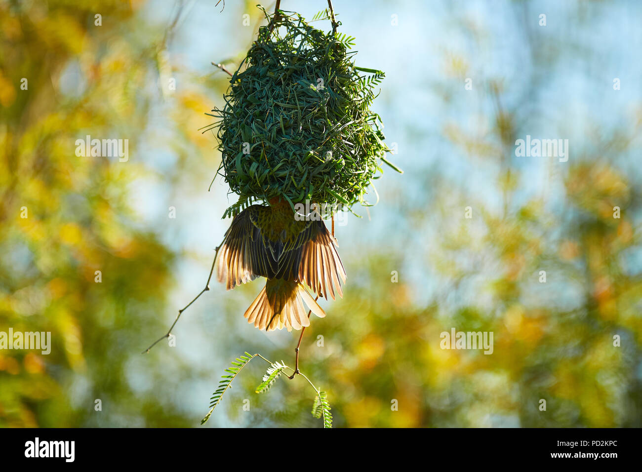Cape Weaver bird in Camel Thorn Tree Stock Photo