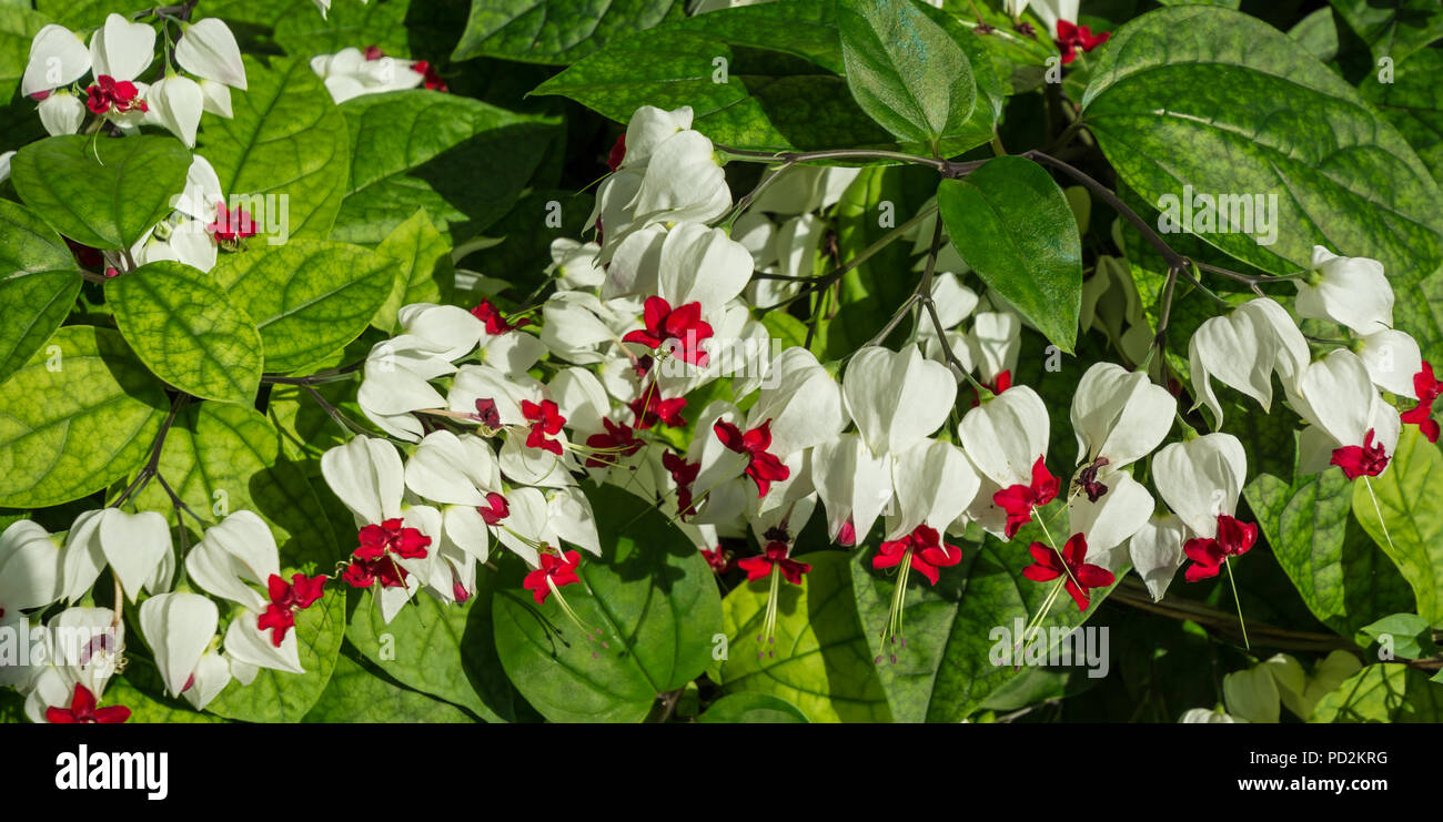 Heart bleeding hi-res stock photography and images - Alamy
