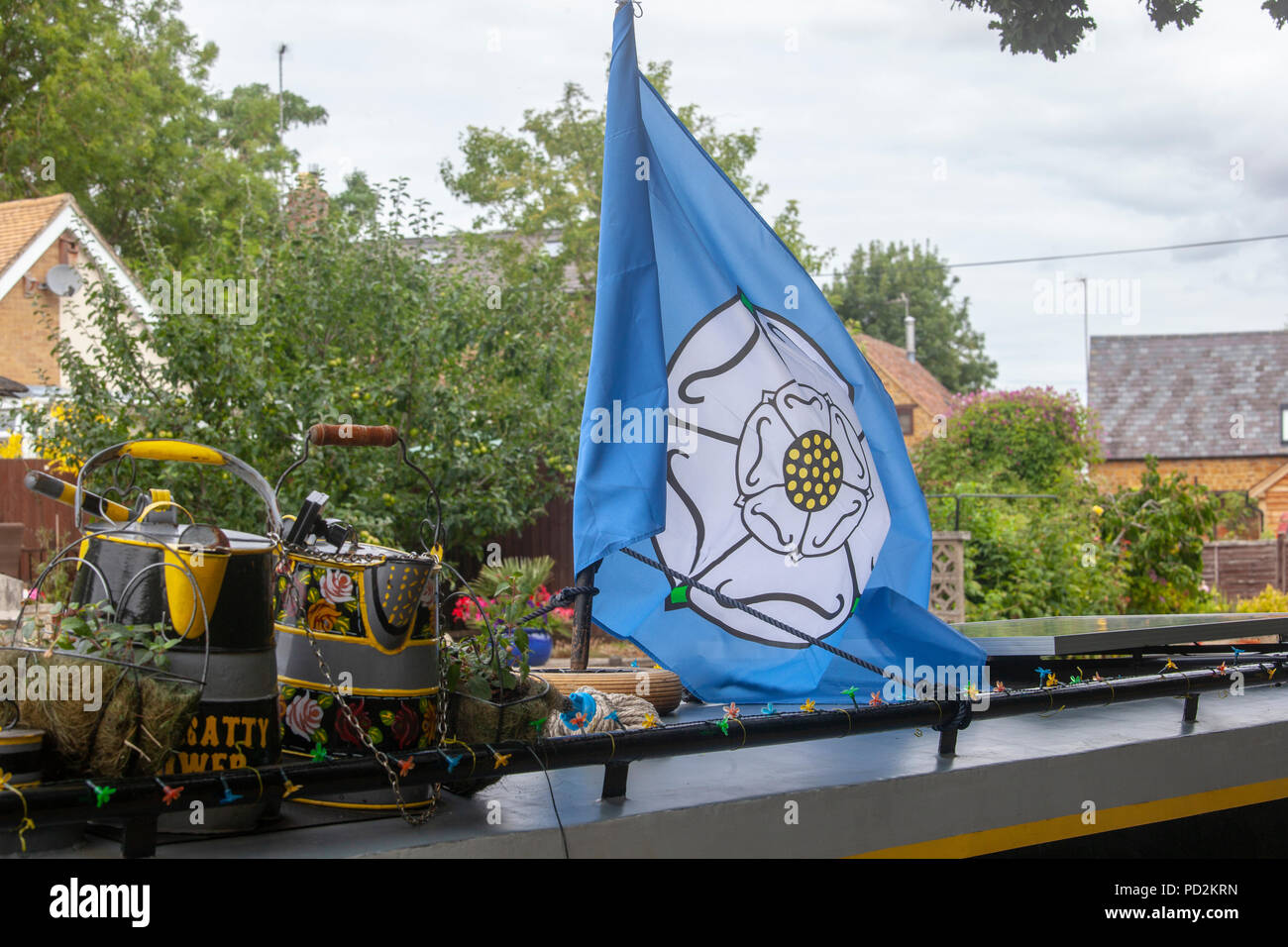 White rose of Yorkshire Stock Photo