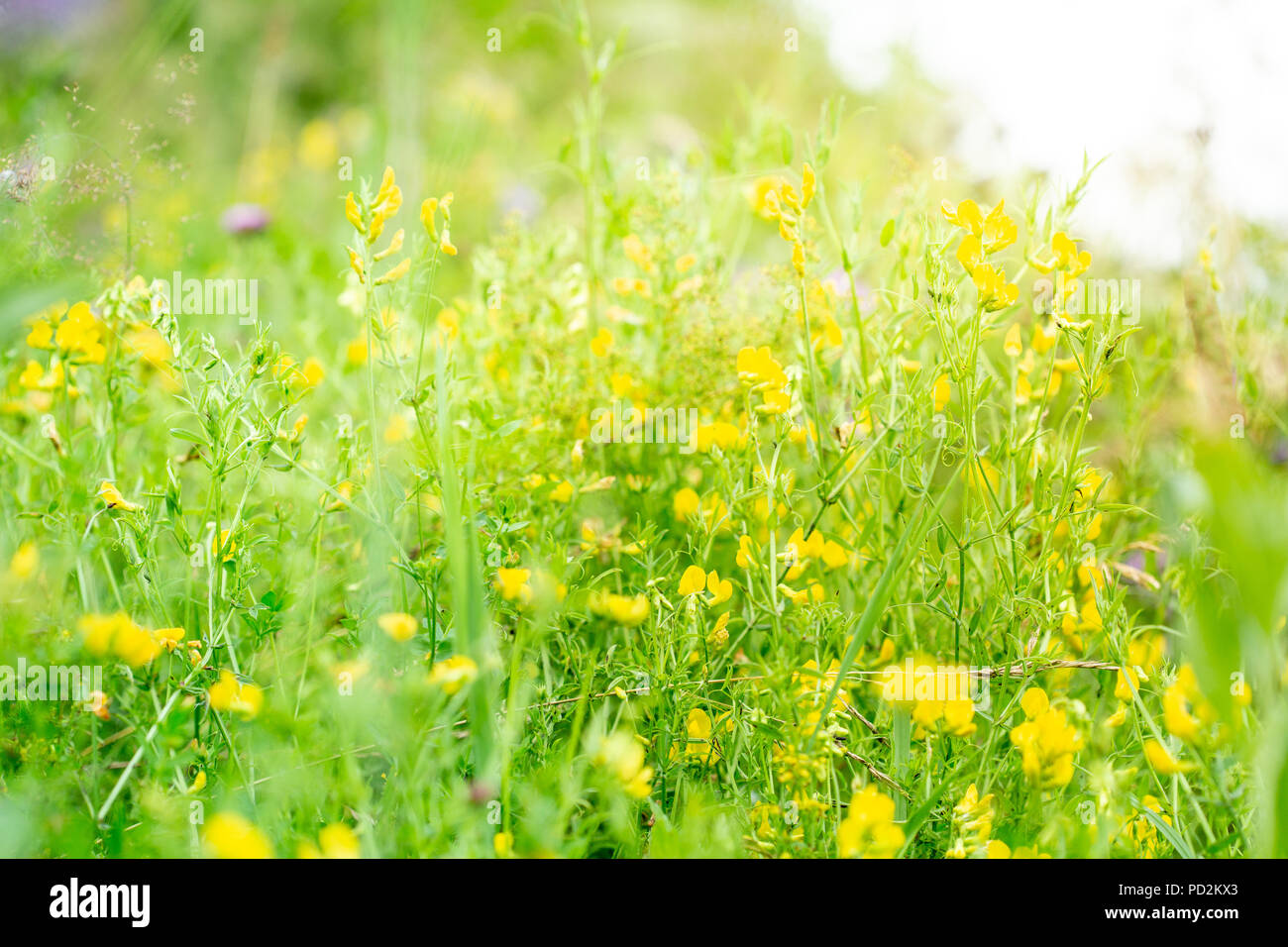Meadow flowers in the morning sunlight in the defocus. Stock Photo