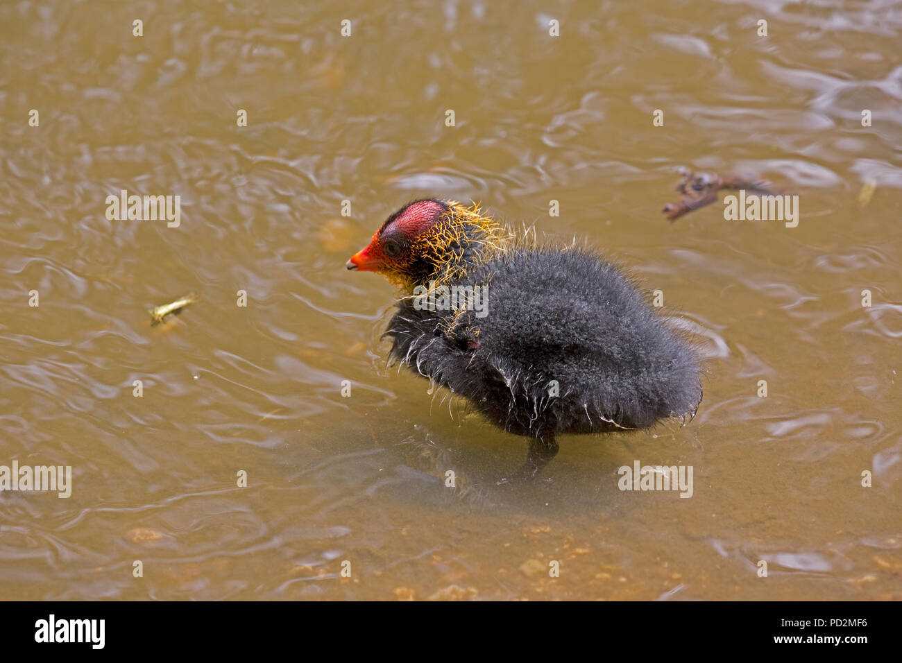 young-baby-coot-fulica-atra-swimming-abbotsbury-swannery-dorset-uk