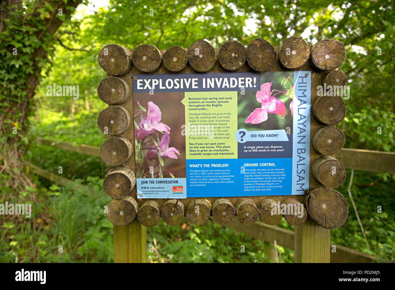 Information board warning about Himalayan Balsam plant Impatiens glandulifera a problematic invasive species UK Stock Photo