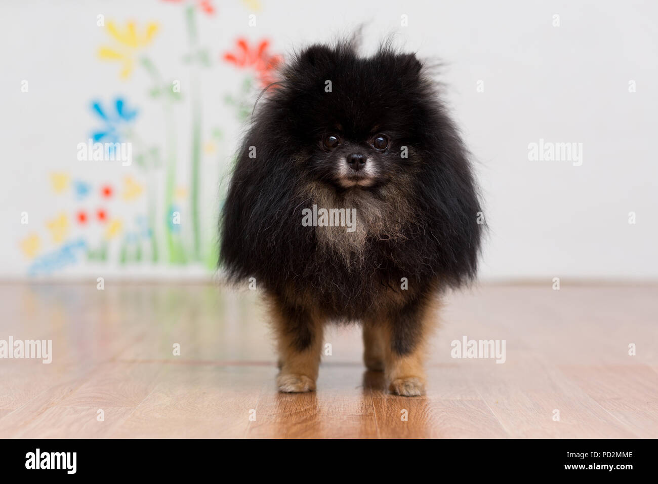 A Dog Of The Pomeranian Dog Of Black Color Is Standing On The Floor Stock Photo Alamy
