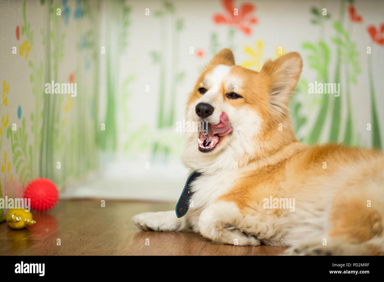 Dog corgi red color with his tongue sticking out lies on the floor ...